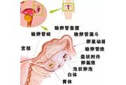 无卵泡发育