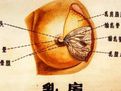 小叶增生