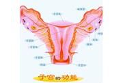 子宫内膜薄