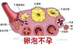 卵泡发育过大